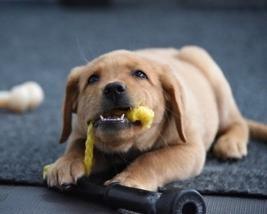 The eight-week old siblings are yellow Labrador/Golden retriever crossbreeds and were acquired from Guide Dogs of America in Sy
