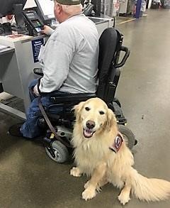 Would you like to have a VMF dog named for a veteran? Update on service dog Dutch Donor updates Attention VMF volunteers How do VMF service dogs change lives?