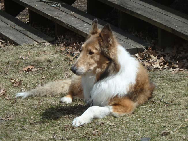 Affiliate Focus: MWCR The Minnesota Wisconsin Collie Rescue (MWCR) has been active in the Midwest helping Collies in need for over 15 years now.