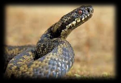 The only VENOMOUS SNAKE native to the UK is the European adder (Vipera berus).