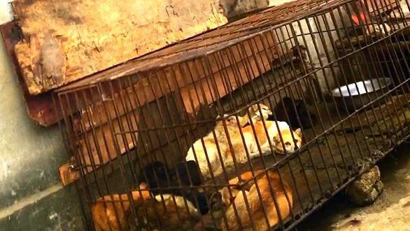 Investigation of Dog Meat Industry in Guizhou Province: in-depth investigation of dog meat industry in Guizhou Province Team : 3 AAF
