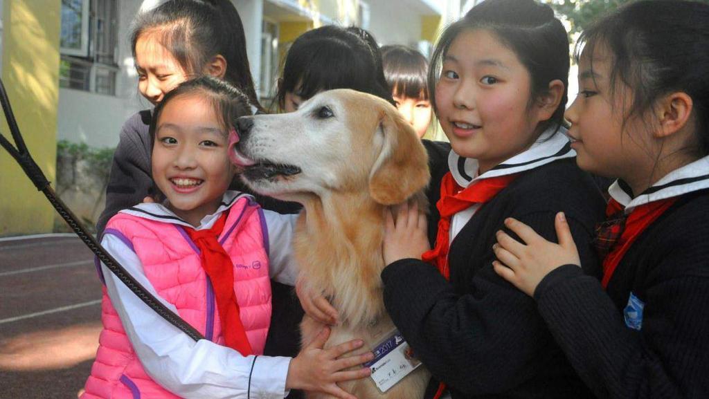Professor Paws Ambassadors Teach Students To Care for Animals 110 lectures 130 public education activities 6,000 students in Guangzhou,