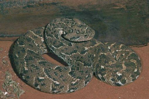 The Puff Adder The puff adder is a large, sluggish, thick-bodied snake that rarely exceeds a meter in length.