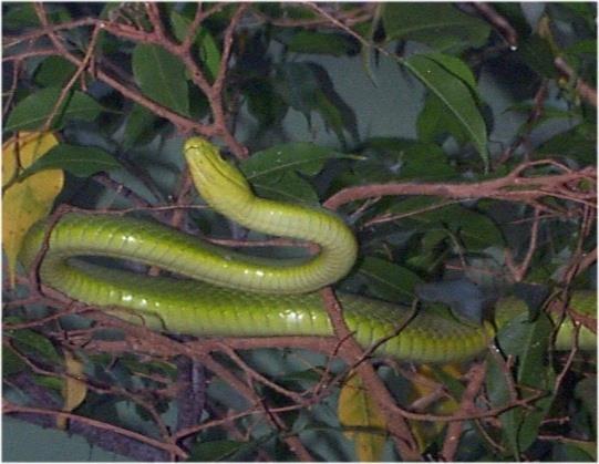 Green Mamba Green mambas reach an average of length of 1.8 meters, with a maximum length of up to 3.7 meters.