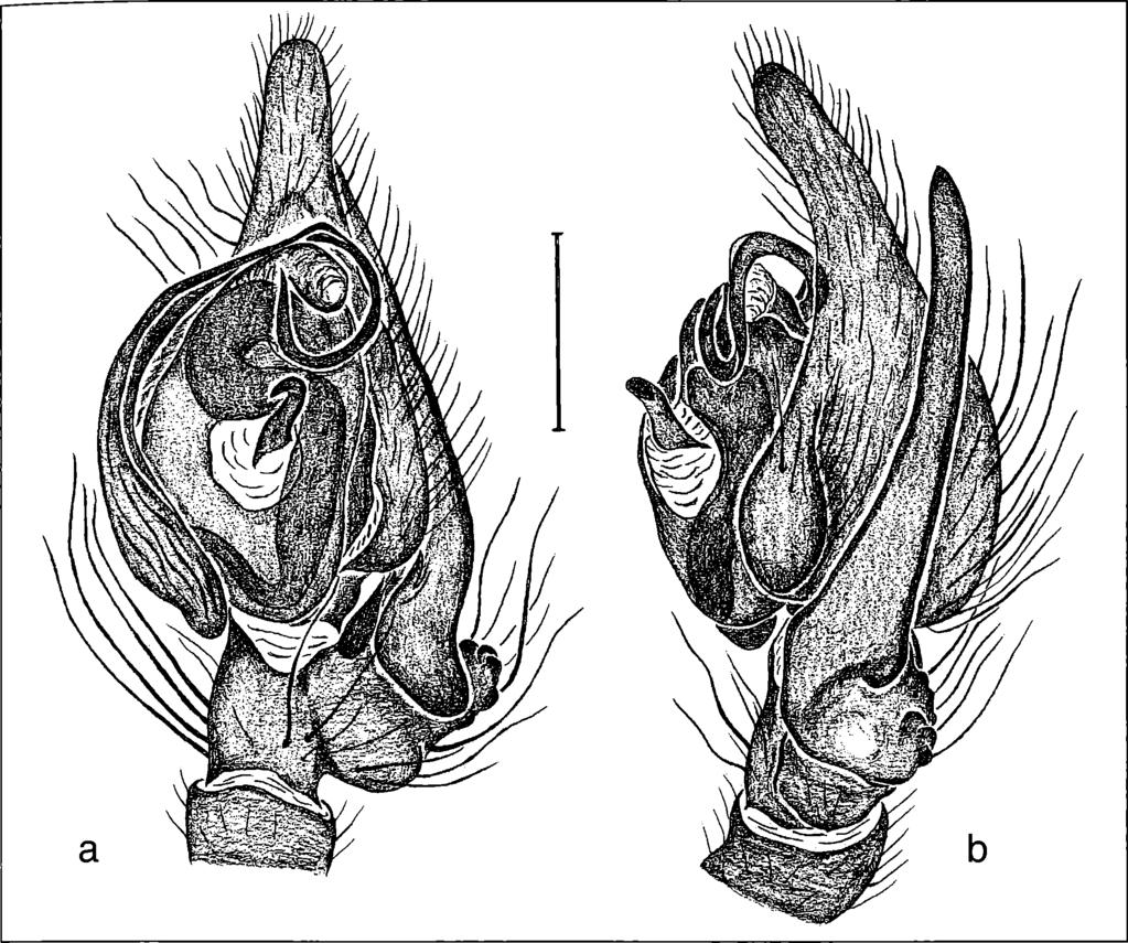 Brescovit & Hofer: Am azorom us (Araneae), central Amazonia 69 Figure 3. Amazoromus janauari, new species: a) Male left palpus, ventral view; b) Same, retrolateral view. Scale line: 0.25 mm.