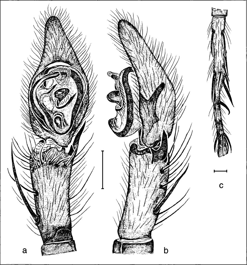 90 andrias, 13 (1994) Figure 6. Ctenus minor Pickard-Cambridge: a) male palp, ventral view; b) retrolateral view; c) male metatarsus IV, dorsal. 1984, Eq. Butantan col.