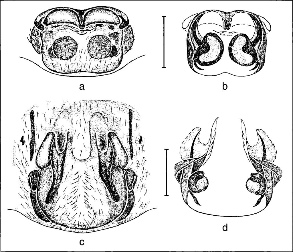 Hofer, Brescovit & Gasnier: Ctenus (Ctenidae, Araneae), central Amazonia 93 Figure 8.
