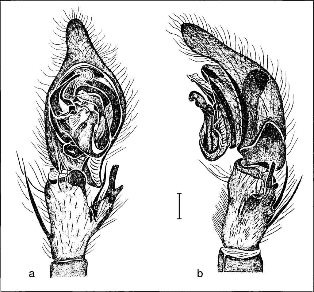 Hofer, Brescovit & Gasnier: Ctenus (Ctenidae, Araneae), central Amazonia 95 Figure 9. Ctenus inaja new species, male palp: a) ventral view; b) retrolateral view.