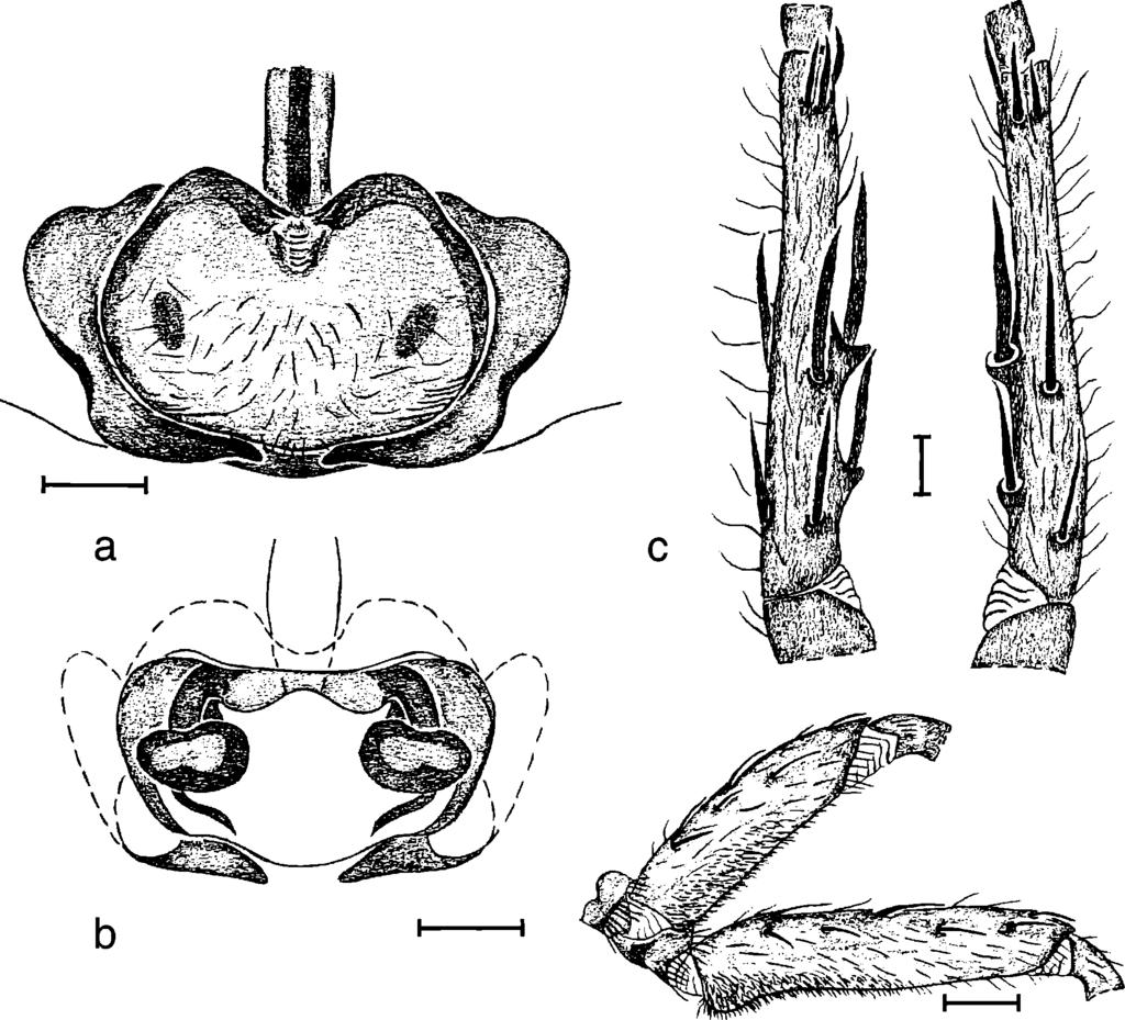 96 andrias, 13 (1994) d Figure 10. Ctenus inaja new species: a) female epigyne, ventral view; b) dorsal view; c) male metatarsus III, retrolateral; d) prolateral; e) femur III.