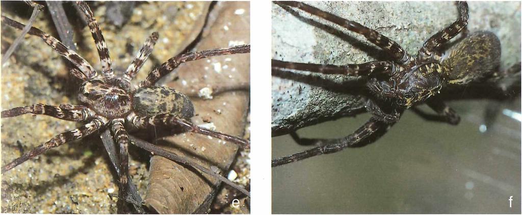 at Hofer, B rescovit & Gasnier : C te n u s (Ctenidae, Araneae), central Amazonia