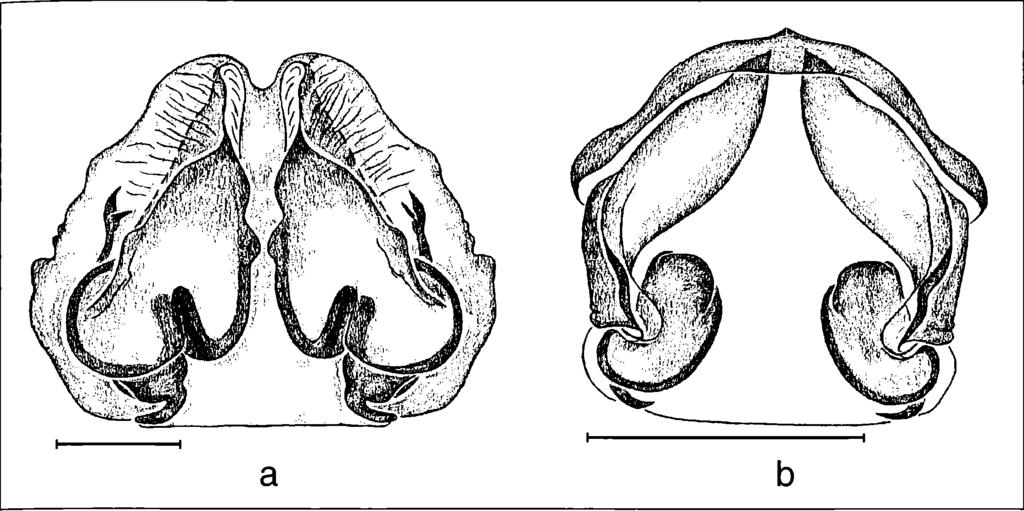 Hofer, Brescovit & Gasnier: Ctenus (Ctenidae, Araneae), central Amazonia 87 Figure 4.