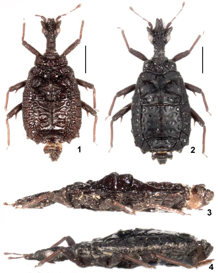 Acta Entomologica Musei Nationalis Pragae, 53(1), 2013 35 Figs 1 4. Habitus of Tiomanaptera species. 1, 3 T. schwendingeri sp.