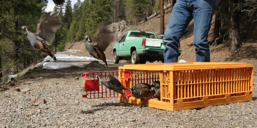 MOUNTAIN QUAIL TRANSLOCATIONS IN EASTERN OREGON Project Report: 2004 Michael Pope 1, Faculty Research Associate Oregon State University Dave Budeau, Upland Game Bird Program Coordinator Oregon