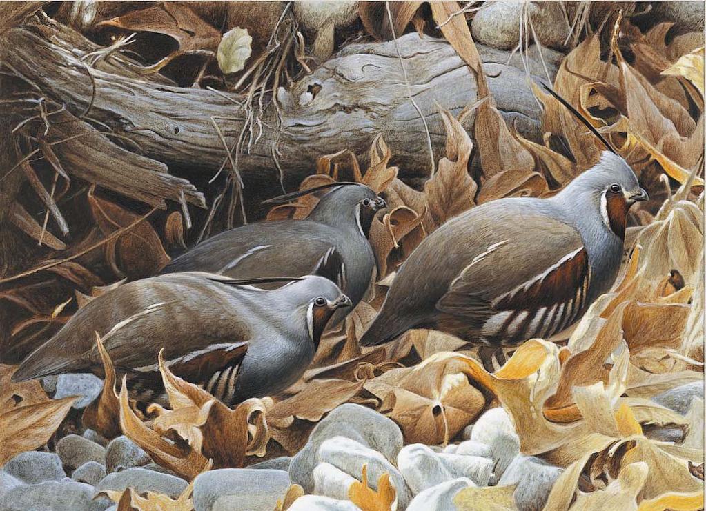 MOUNTAIN QUAIL TRANSLOCATIONS IN EASTERN OREGON Project Report: 2005 Artwork by George Lockwood. 2004 Oregon Upland Game Bird Stamp Contest winner. Limited edition prints are available.