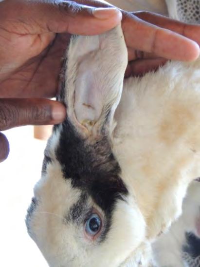 Despite its sore ear, this rabbit had a very good body condition, was very