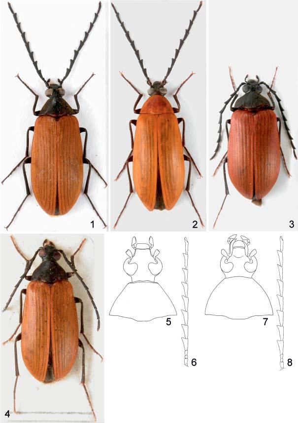 Acta Entomologica Musei Nationalis Pragae, 53(1), 2013 297 Figs 1 8. 1 4 habitus of male: 1 Pseudocistela ceramboides (Linnaeus, 1758); 2 P.
