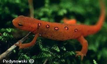 Eft = immature land phase Newt = breeding aquatic adult Central Newt, Notophthalmus viridescens v. louisianensis Order Caudata, Family Salamandridae The Eft stage may last anywhere from 1-7 years.