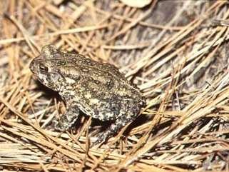 Houston toad, Bufo houstonensis Order Anura, Family Bufonidae 1970 protected by