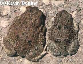 Texas toad, Bufo speciosus Order Anura, Family Bufonidae Has no middorsal