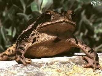 Gulf coast toad, Bufo valliceps Order Anura, Family Bufonidae Dark lateral strip running