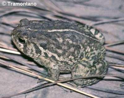 Woodhouse s toad, Bufo