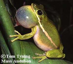 Green Treefrog, Hyla cinerea Order Anura, Family Hylidae A slender