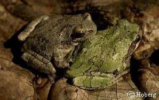 Gray Treefrog, Hyla versicolor Order Anura, Family Hylidae Small to medium sized frogs reaching lengths