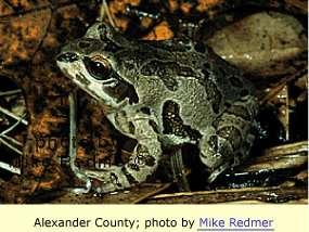 Strecker s chorus frog, Pseudacris streckeri Order Anura, Family Hylidae Stout toadlike body; no toe pads;
