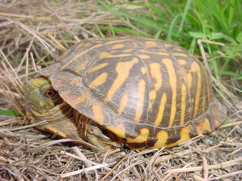 Ornate box turtle, Terrapene ornata Order Testudinata, Family Emydidae Throughout most of their range ornate box turtles may be active from March to November.