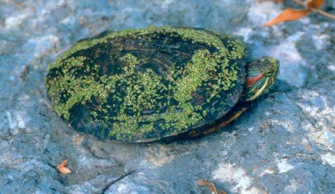 Red Eared Slider, Trachemys scripta elegans Order Testudinata, Family Emydidae Red eared sliders are the most widespread of aquatic turtles in Texas.
