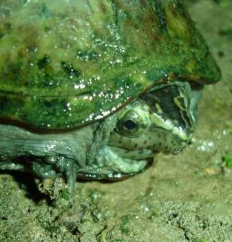 The Mississippi mud turtle is primarily aquatic but ventures onto land during the morning and on overcast days just before and after rain