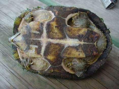 Razor back musk turtle, Sternotherus carinatus Order Testudinata, Family Kindosternidae 4-5inches (10-12.