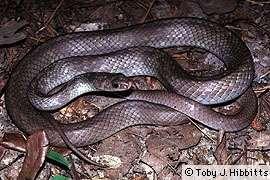Black racer, Coluber constrictor Order Squamata, Family Coluberidae One of the few truly diurnal snakes in Texas, the slender body and, generally, uniform pattern of C.