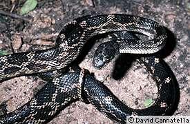 Texas/black rat snake, Elaphe obsoleta Order Squamata, Family Coluberidae Eastern ratsnakes are the only rat snake in Texas that can be considered arboreal, as they seek food and refuge inside hollow