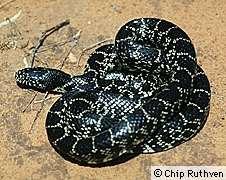 Kingsnake, Lampropeltis getula Order Squamata, Family Coluberidae Lampropeltis getula is a non-venomous constrictor, feeding primarily on other snakes, lizards, and rodents.