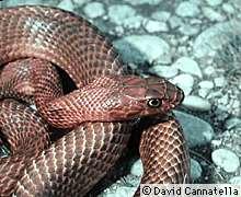 Coachwhip, Masticophis flagellum Order Squamata, Family Coluberidae Although non-venomous, a captured coachwhip will not hesitate to bite quickly and repeatedly, leaving a series of shallow gashes in