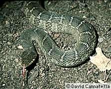 Blotched watersnake, Nerodia erythrogaster Order Squamata, Family Coluberidae Adults feed primarily on fish and amphibians, whereas juveniles often feed on tadpoles, small fish, and invertebrates.