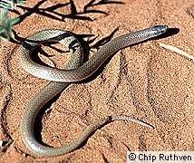 Flat-headed snake, Tantilla gracilis Order Squamata, Family Coluberidae A smallish snake, with adults growing to 18-20 cm (7-8 in).