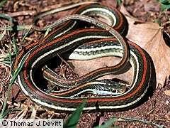 Western ribbon snake, Thamnophis proximus Order Squamata, Family Coluberidae One of the largest gartersnakes in Texas with adults measuring between 51-76 cm (20-30 in) in length, with exceptional
