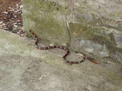 Texas Coralsnake, Micrurus tener Order Squamata, Family Elaphidae Venomous and should be treated with great respect and viewed only from a distance.