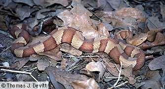 Copperhead, Agkistrodon contortrix Order Squamata, Family Crotalidae/Viperidae Venomous, and are therefore highly dangerous if approached or handled.