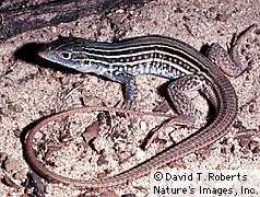 Eastern spotted whiptail, Aspidoscelis gularis Order Squamata, Family Teiidae Maximum total length ranges from 16-28 cm (6.5-11 in).