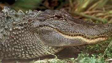 American Alligator Alligator mississippiensis 1969 protected by state of Texas (unregulated harvesting for hides) 1973