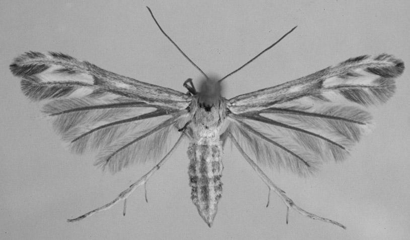 ENTOMOL. FENNICA Vol. 12 Notes on the biology of Pterophorus volgensis 23 Fig. 1. Imago of Pterophorus volgensis (Möschler, 1862), reared on Rindera tetraspis in May 1999. Fig. 2. P. volgensis: map of larval chaetotaxy, head in frontal view.