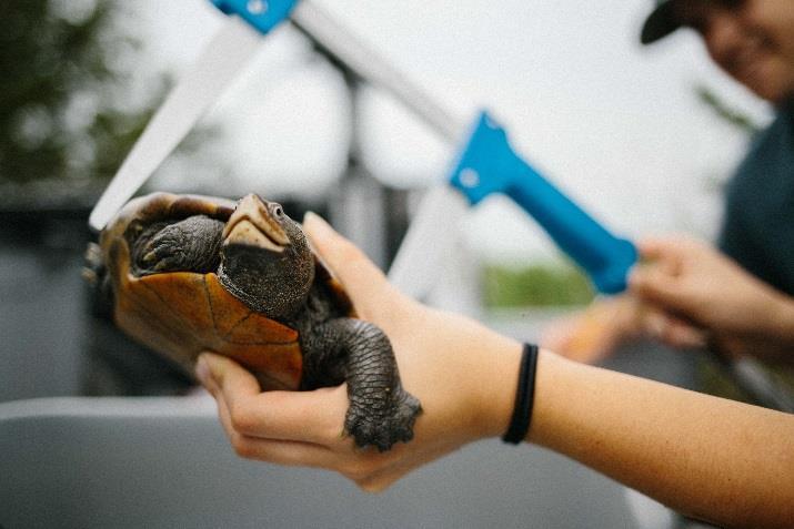 injured while attempting to cross roadways. We also work to raise awareness for terrapins by ensuring the installation of X-ING signs on roads with high use by terrapins.