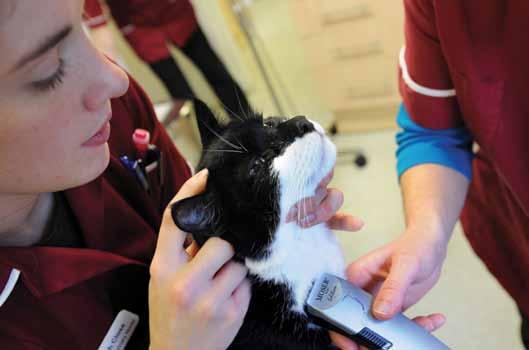 Make sure cat clients choose your clinic Cat numbers are increasing as it becomes more difficult to keep dogs and there are more people living on their own wanting a companion.
