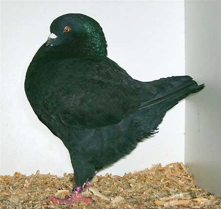 While it has been impossible to import exhibition poultry into Australia for nearly 60 years (1948) new breeds of pigeons are arriving all of the time.