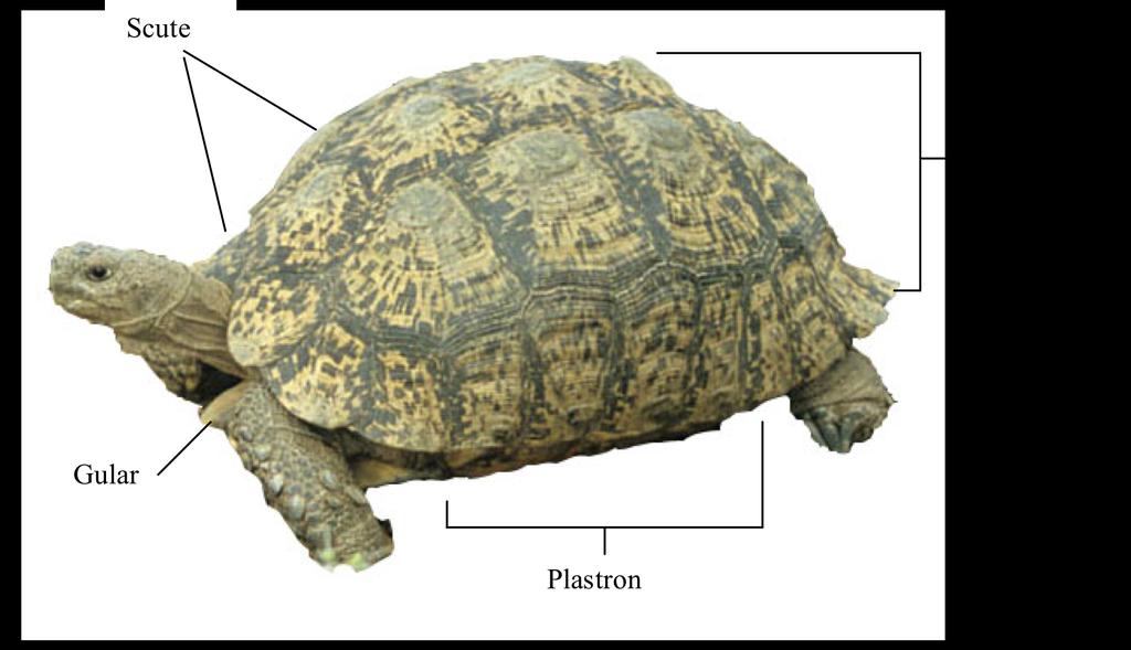 II PHYSICAL CHARACTERISTICS A The Shell Comprised of 59-61 bones, a turtle shell consists of two parts: a carapace that covers the animal s back and a plastron that covers its belly.