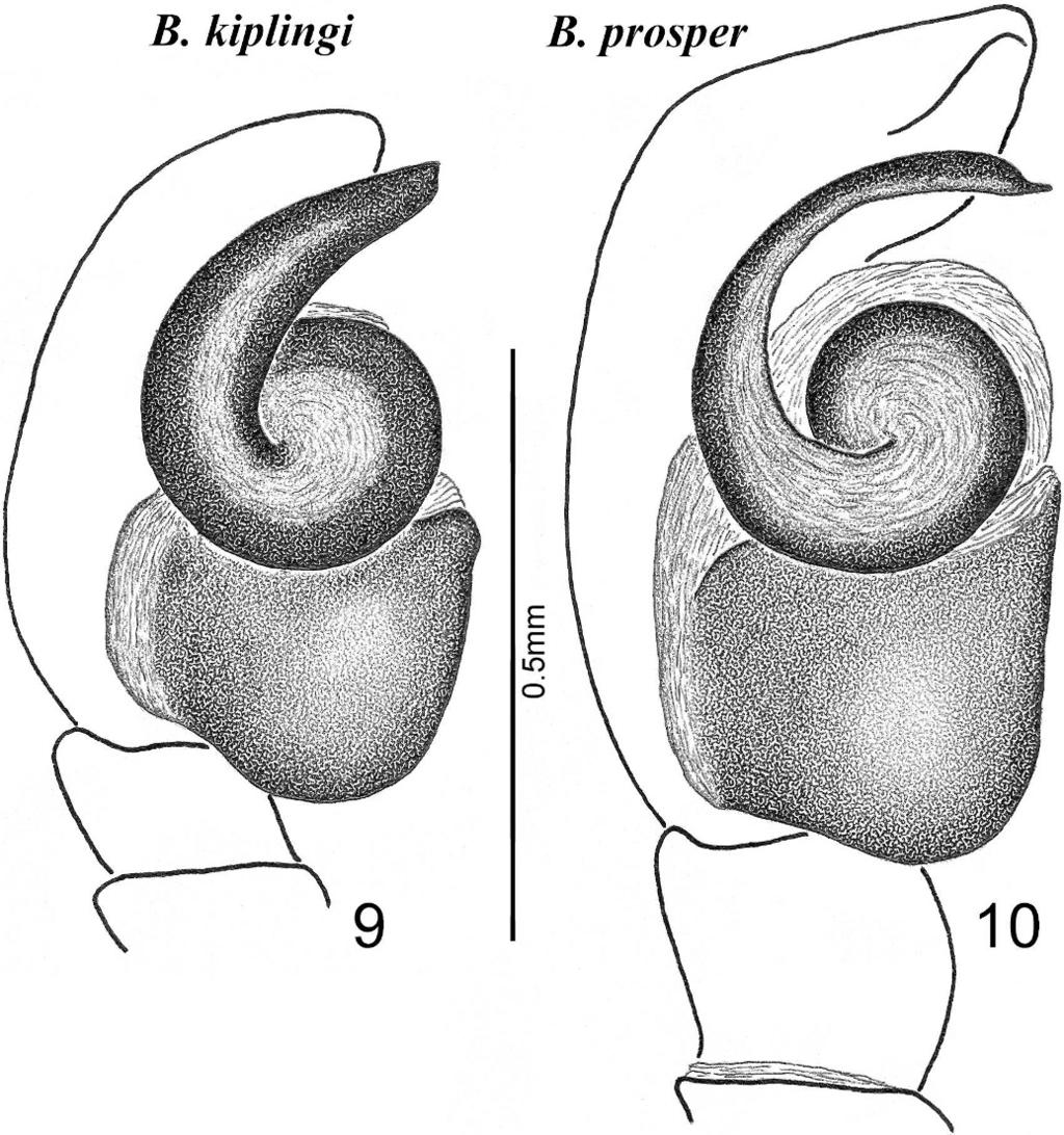 spp, male left palp, prolateral view; 9. B. kiplingi; 10. B. prosper. Male. Male body in dorsal view (Fig. 1) and the male chelicera (Fig. 5) are illustrated here for comparison.