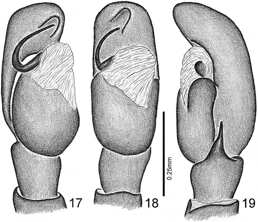 RUIZ & EDWARDS REVISION OF BAGHEERA 21 Figures 21, 22. motagua sp. nov., female epigyne; 21. ventral view; 22. dorsal view, cleared. Figures 17 19. motagua sp. nov., left male palp; 17.